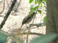 Turdus amaurochalinus