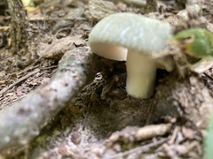 Russula parvovirescens