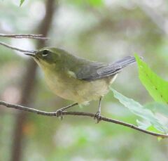 Setophaga caerulescens
