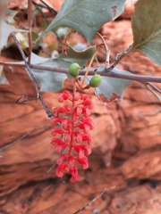 Grevillea wickhamii