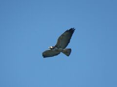 Geranoaetus albicaudatus