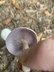 Laccaria ochropurpurea