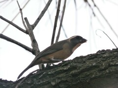 Saltator aurantiirostris
