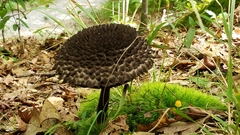 Strobilomyces strobilaceus