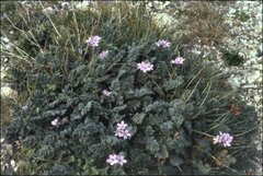 Erodium cicutarium