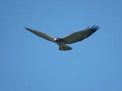 Geranoaetus albicaudatus