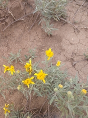 Picradeniopsis oppositifolia