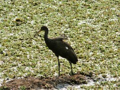 Aramus guarauna