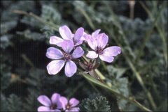 Erodium cicutarium