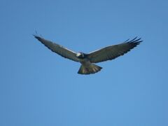 Geranoaetus albicaudatus