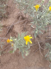 Picradeniopsis oppositifolia