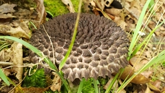 Strobilomyces strobilaceus