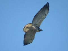 Geranoaetus albicaudatus