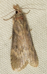 Lamoria anella