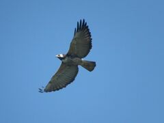 Geranoaetus albicaudatus