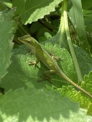 Anolis carolinensis