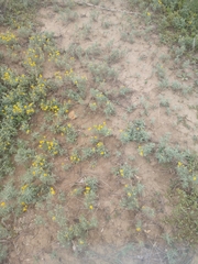 Picradeniopsis oppositifolia
