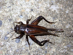 Gryllus