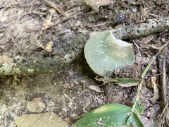Russula parvovirescens