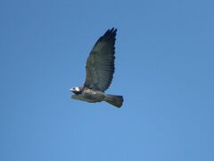 Geranoaetus albicaudatus
