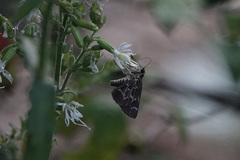 Amblyscirtes aesculapius