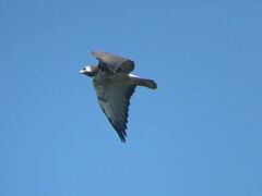 Geranoaetus albicaudatus