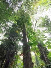 Heteropanax fragrans