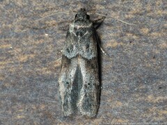 Blastobasis glandulella