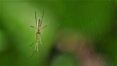Tetragnatha laboriosa