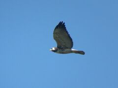 Geranoaetus albicaudatus