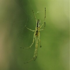 Tetragnatha laboriosa
