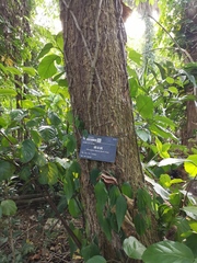 Heteropanax fragrans