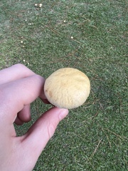 Lactarius pubescens