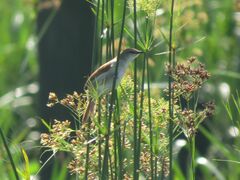 Certhiaxis cinnamomeus