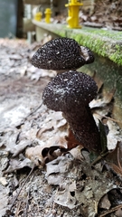Strobilomyces strobilaceus