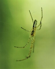 Tetragnatha laboriosa