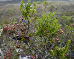 Vaccinium floribundum