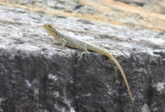 Oplurus quadrimaculatus