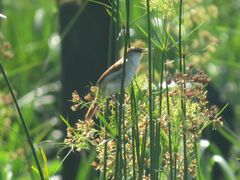 Certhiaxis cinnamomeus