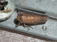 Texananus longipennis