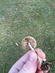 Lactarius pubescens