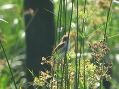 Certhiaxis cinnamomeus