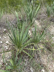 Yucca filamentosa