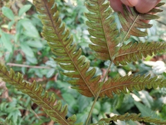 Pteris fauriei