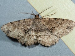 Melanolophia canadaria