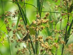 Pseudocolopteryx flaviventris