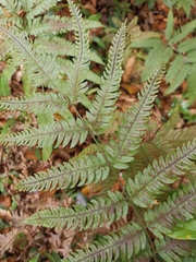 Pteris fauriei