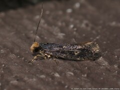 Doleromorpha porphyria