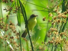 Pseudocolopteryx flaviventris