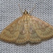 Saw-toothed Crocidophora Moth - Photo (c) Andy Reago & Chrissy McClarren, some rights reserved (CC BY)